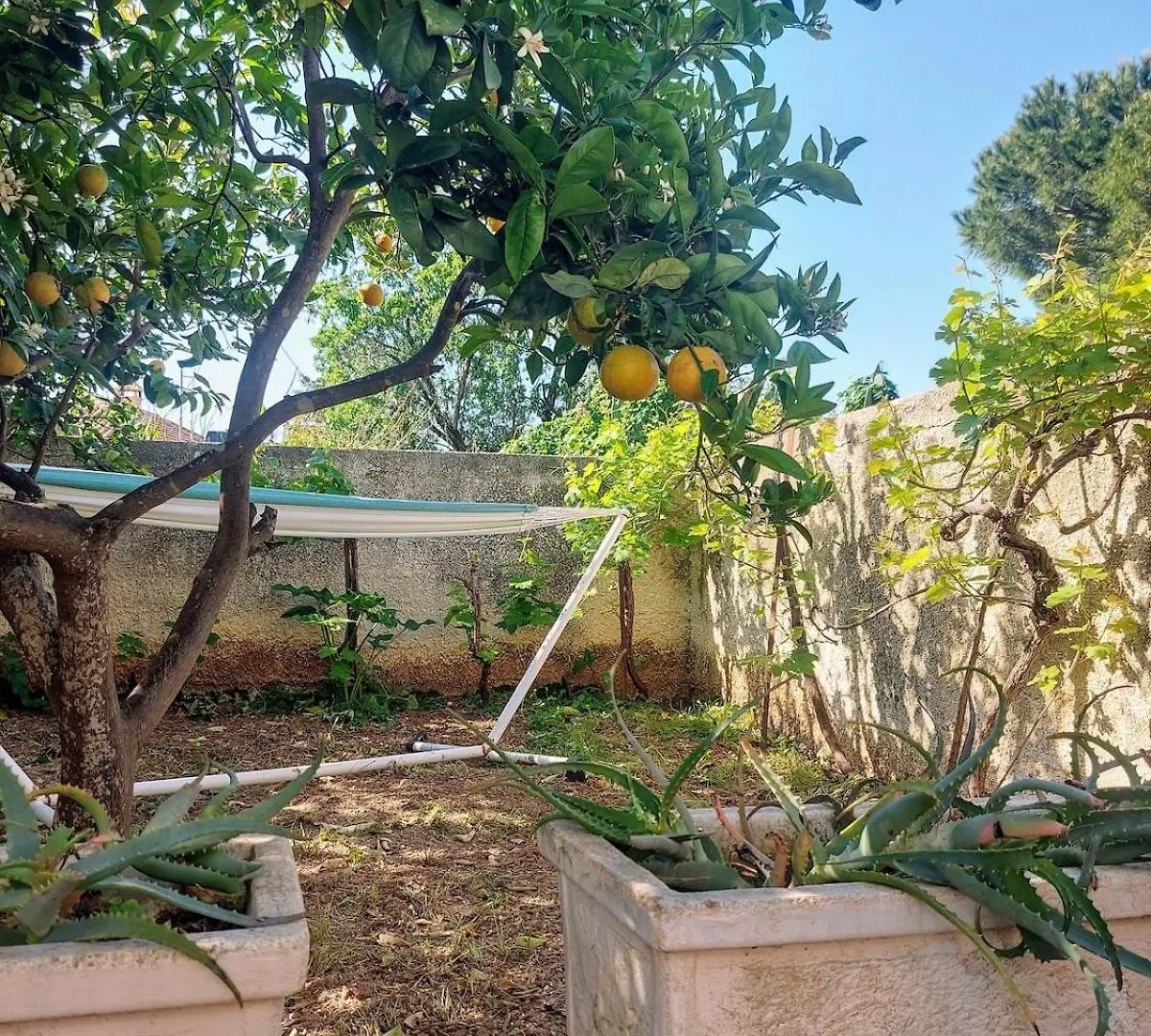 Octopus Garden, Koralli Studio Travliata